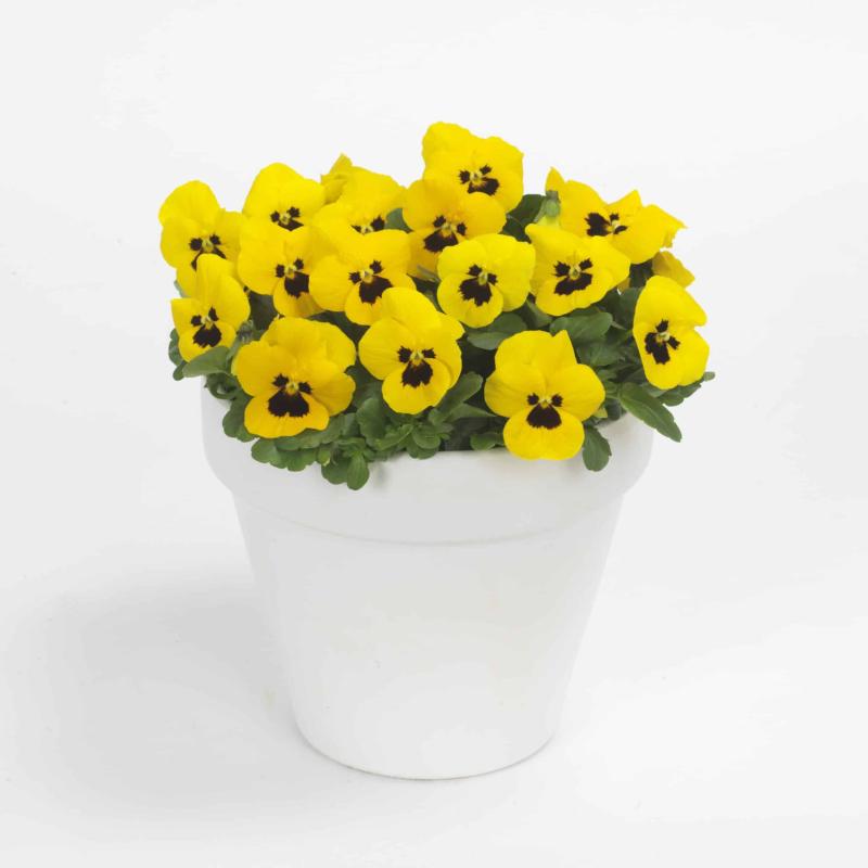 Viola c. Sorbet Yellow Blotch- изключително ароматна! (189)